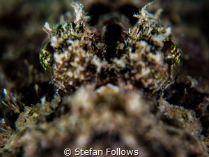 Back the ____ Up ... ! Raggy Scorpianfish - Scorpaenopsis... by Stefan Follows 